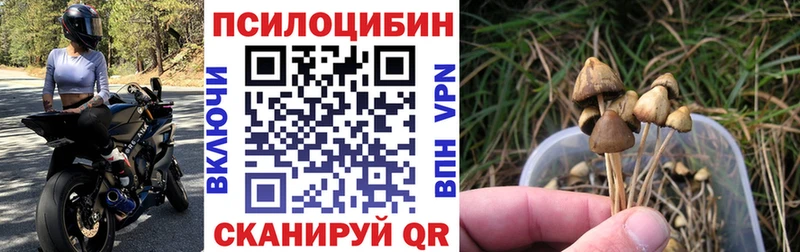 купить закладку  Медвежьегорск  shop как зайти  Псилоцибиновые грибы мицелий  мега ТОР 